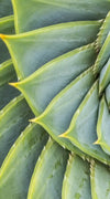 Spiral Succulent Wall Art