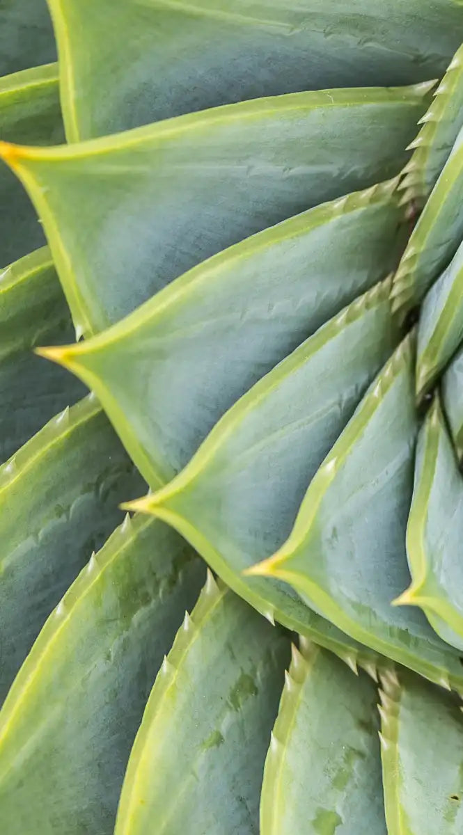 Spiral Succulent Wall Art