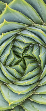Spiral Succulent Wall Art