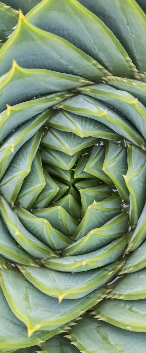 Spiral Succulent Wall Art