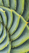 Spiral Succulent Wall Art