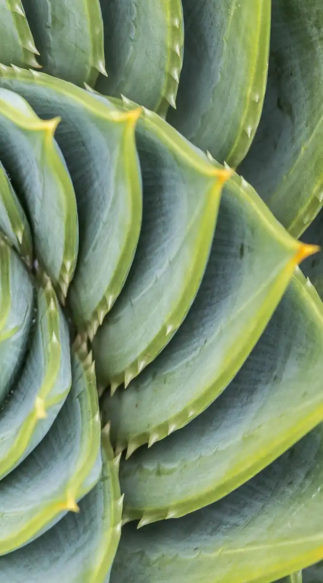Spiral Succulent Wall Art