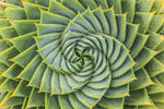 Spiral Succulent Wall Art
