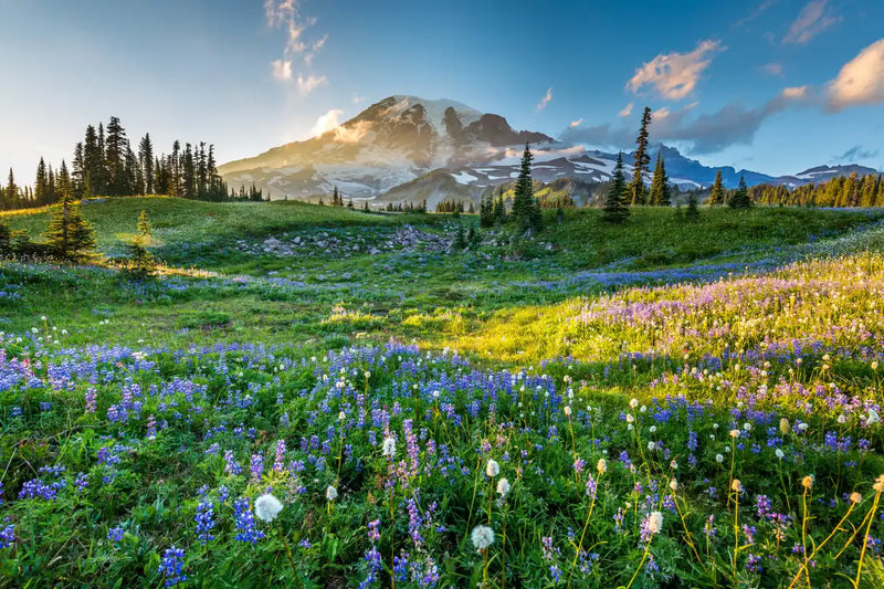 Springtime At Mount Rainier Wall Art