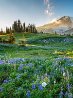 Springtime At Mount Rainier Wall Art