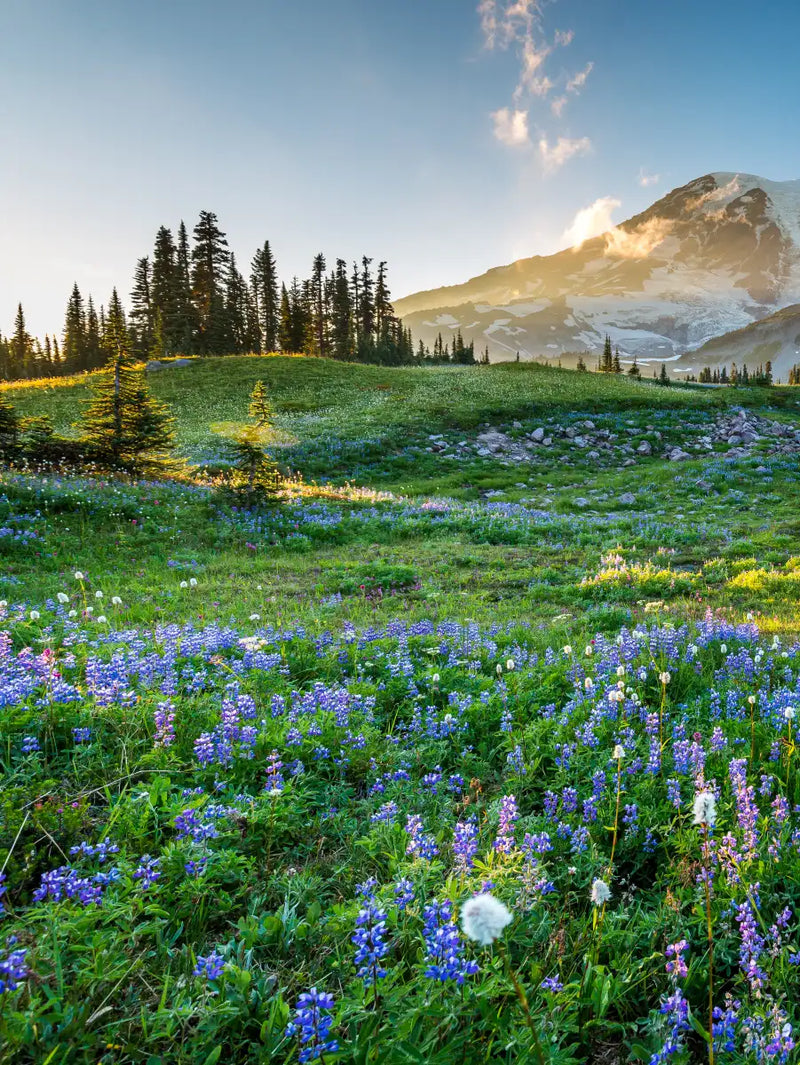 Springtime At Mount Rainier Wall Art