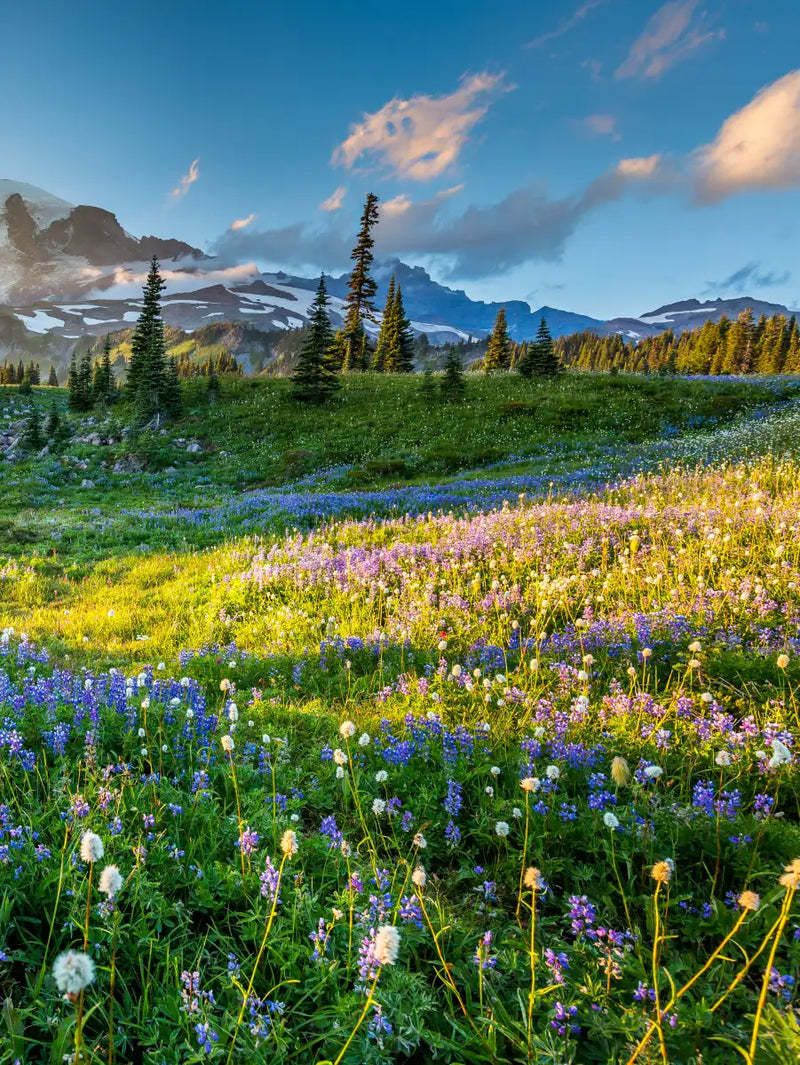 Springtime At Mount Rainier Wall Art