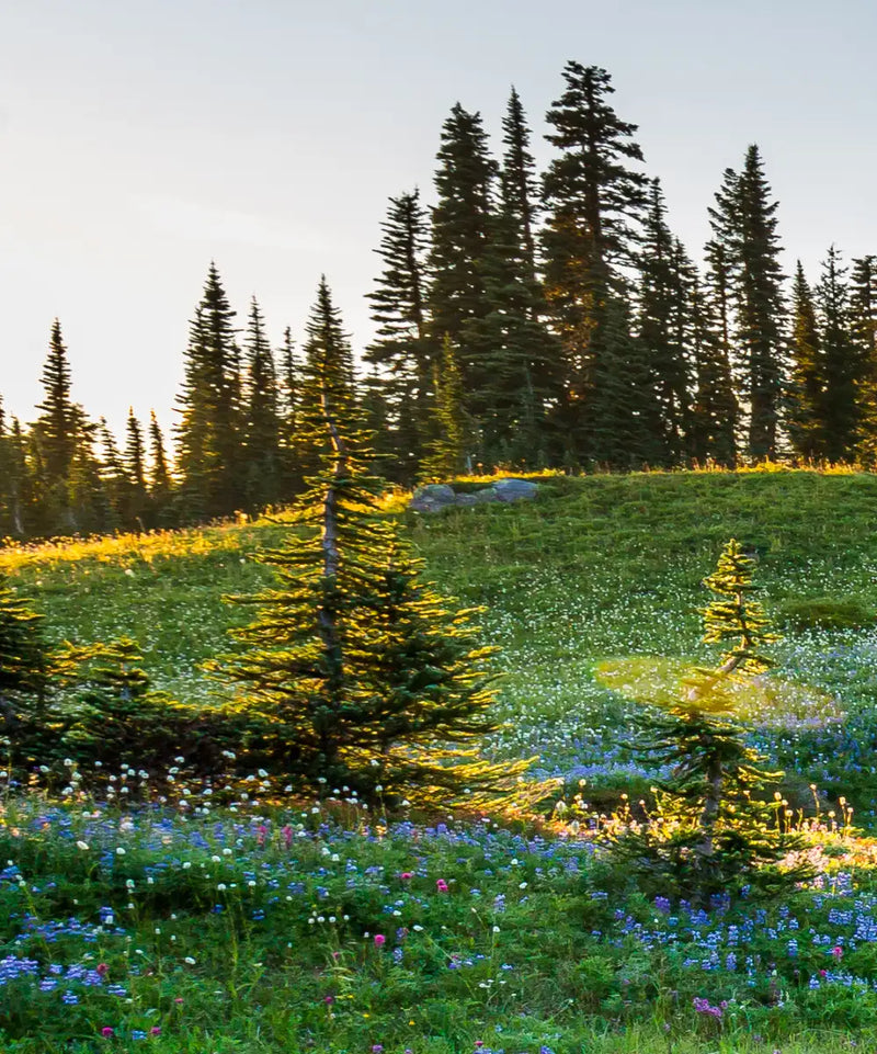 Springtime At Mount Rainier Wall Art
