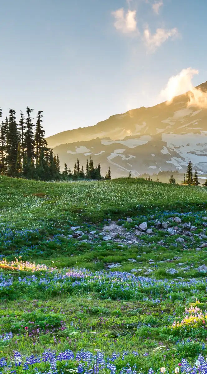 Springtime At Mount Rainier Wall Art