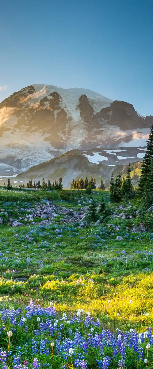 Springtime At Mount Rainier Wall Art