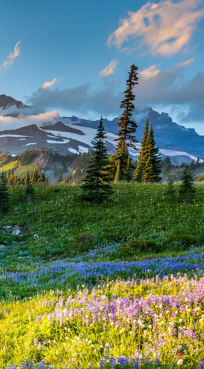 Springtime At Mount Rainier Wall Art