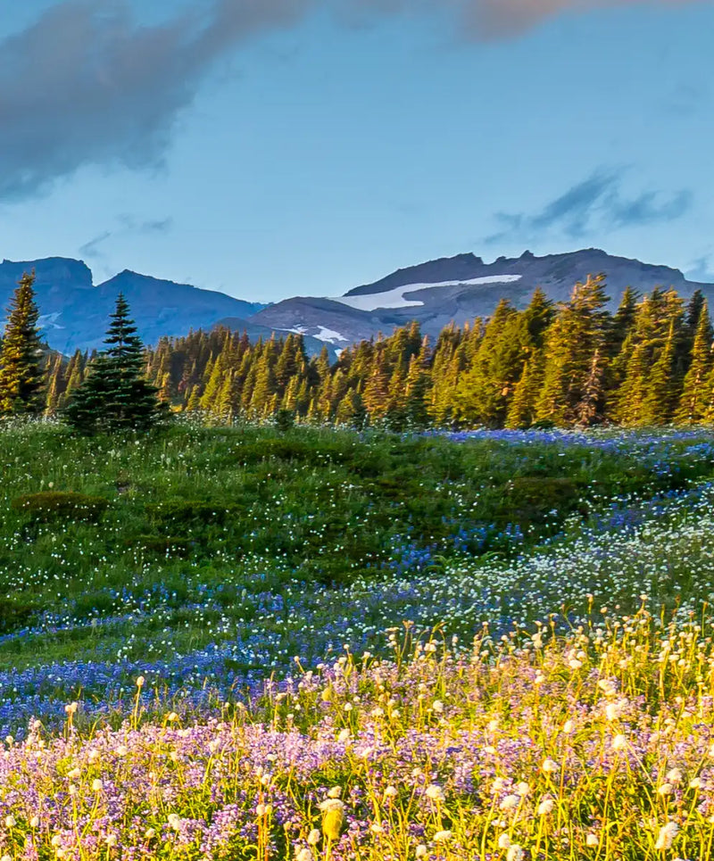 Springtime At Mount Rainier Wall Art