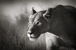 Stalking Lioness Wall Art
