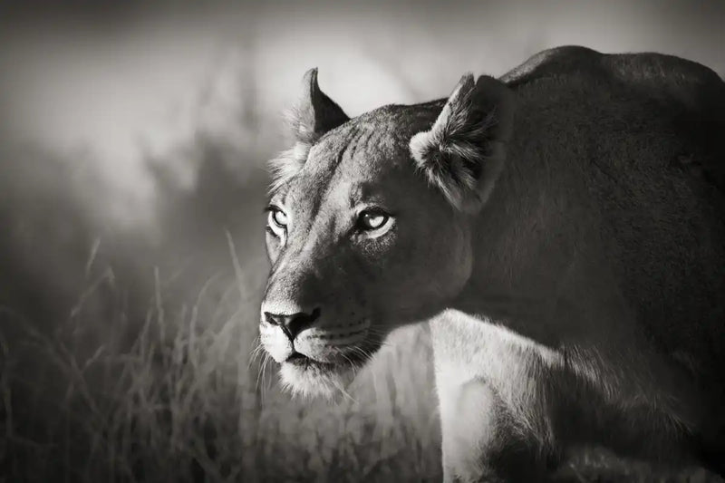 Stalking Lioness Wall Art