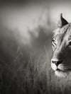 Stalking Lioness Wall Art