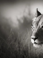 Stalking Lioness Wall Art