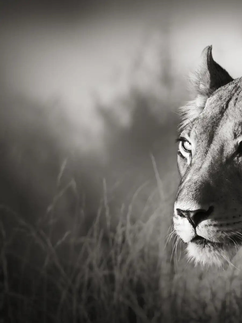 Stalking Lioness Wall Art