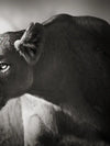 Stalking Lioness Wall Art