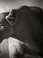 Stalking Lioness Wall Art