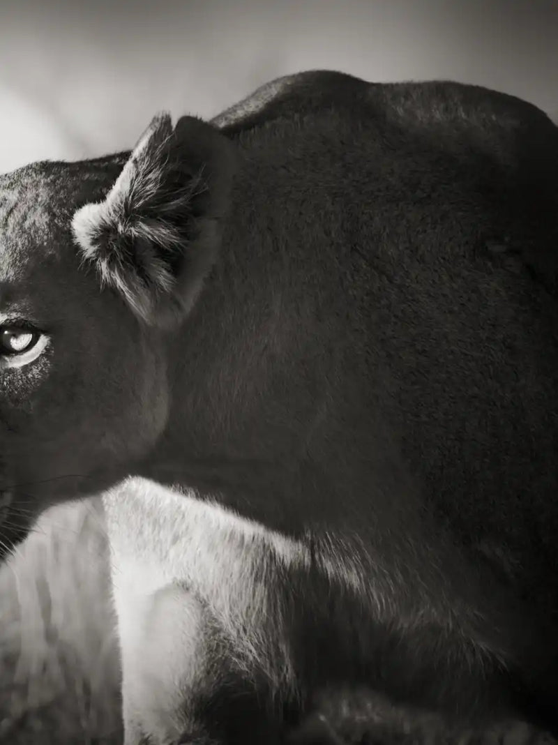 Stalking Lioness Wall Art
