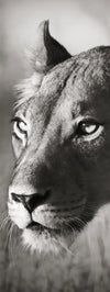 Stalking Lioness Wall Art