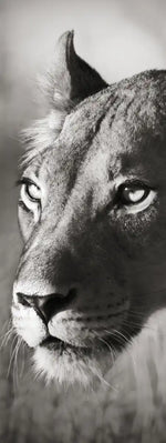 Stalking Lioness Wall Art