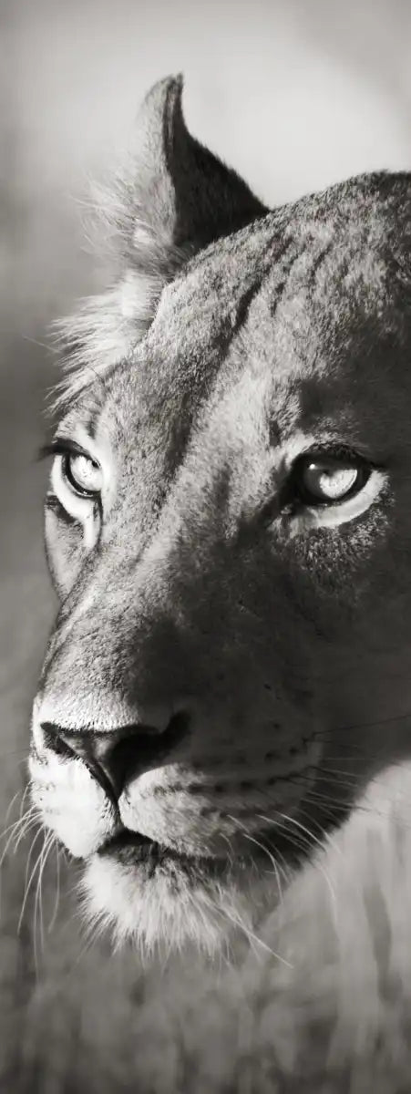 Stalking Lioness Wall Art