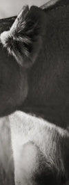 Stalking Lioness Wall Art