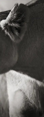 Stalking Lioness Wall Art