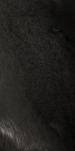 Stalking Lioness Wall Art