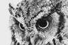 Staring Owl Wall Art