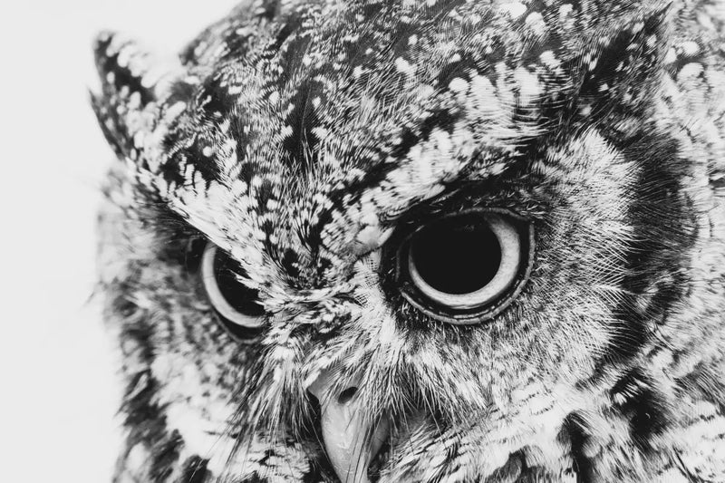 Staring Owl Wall Art