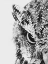 Staring Owl Wall Art