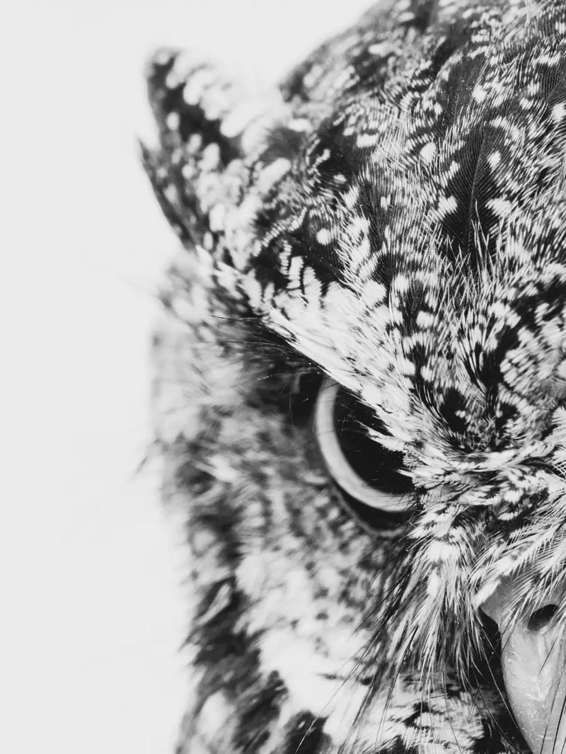 Staring Owl Wall Art