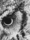 Staring Owl Wall Art