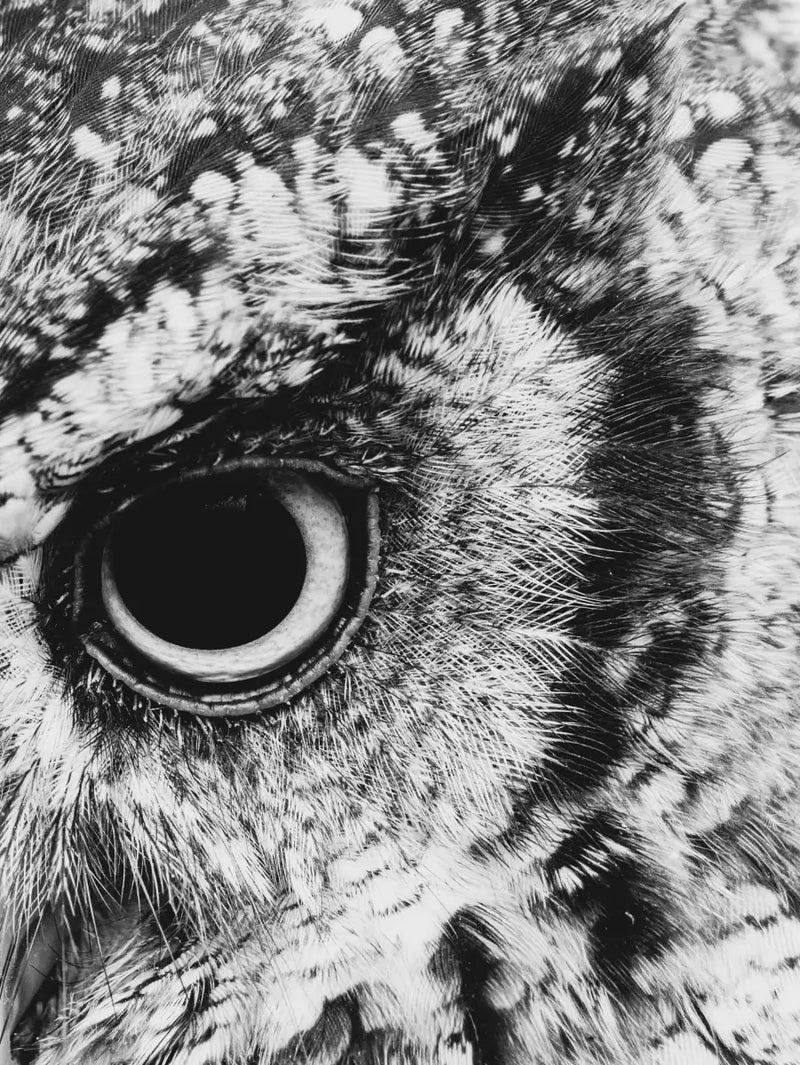 Staring Owl Wall Art