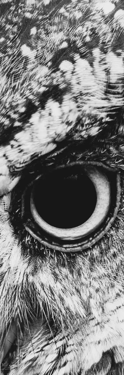 Staring Owl Wall Art