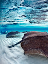 Stingrays Sea Life Wall Art