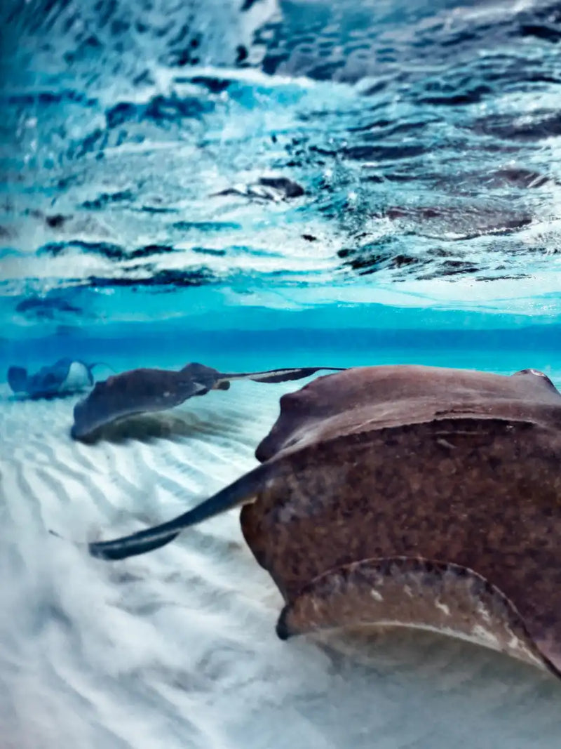 Stingrays Sea Life Wall Art