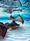 Stingrays Sea Life Wall Art