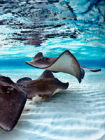 Stingrays Sea Life Wall Art
