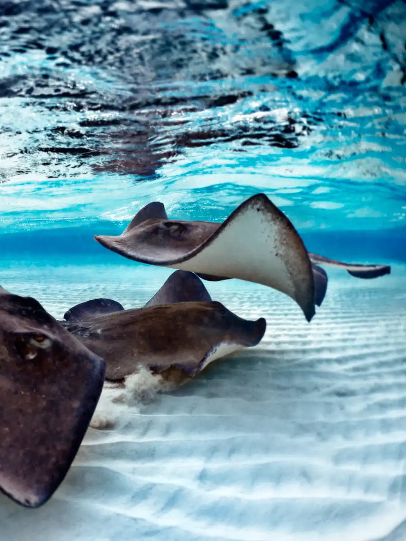 Stingrays Sea Life Wall Art