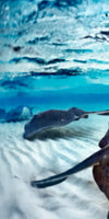 Stingrays Sea Life Wall Art