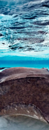 Stingrays Sea Life Wall Art