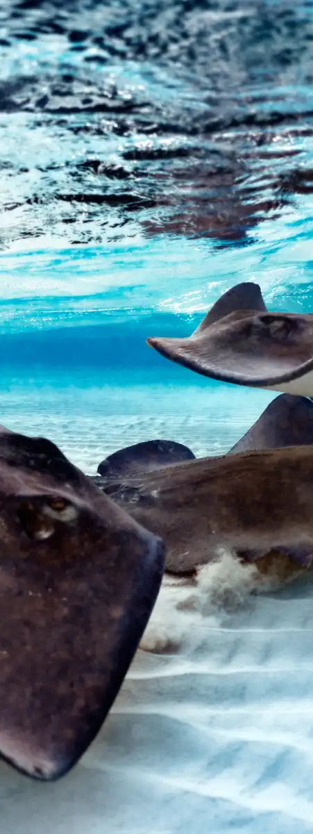 Stingrays Sea Life Wall Art