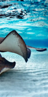 Stingrays Sea Life Wall Art