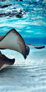 Stingrays Sea Life Wall Art