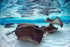 Stingrays Sea Life Wall Art