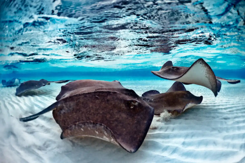Stingrays Sea Life Wall Art