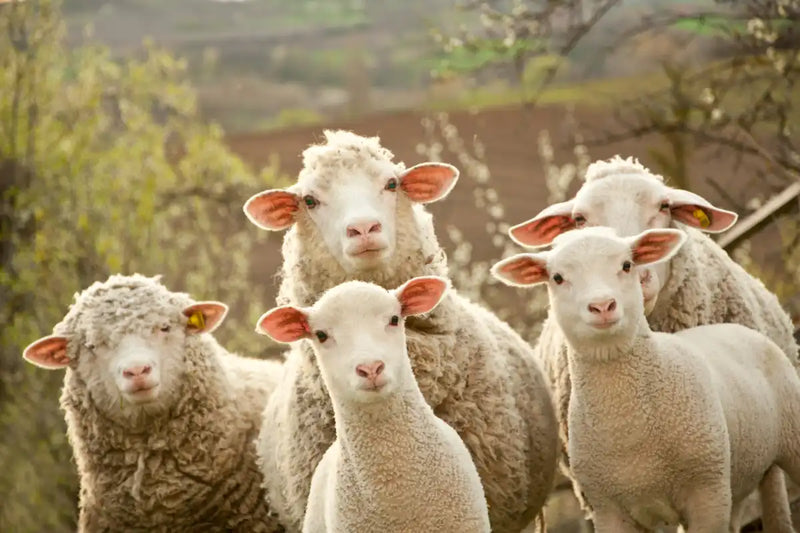 Stunned Sheep Wall Art